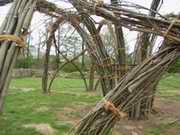 Bau der Weidenspinne